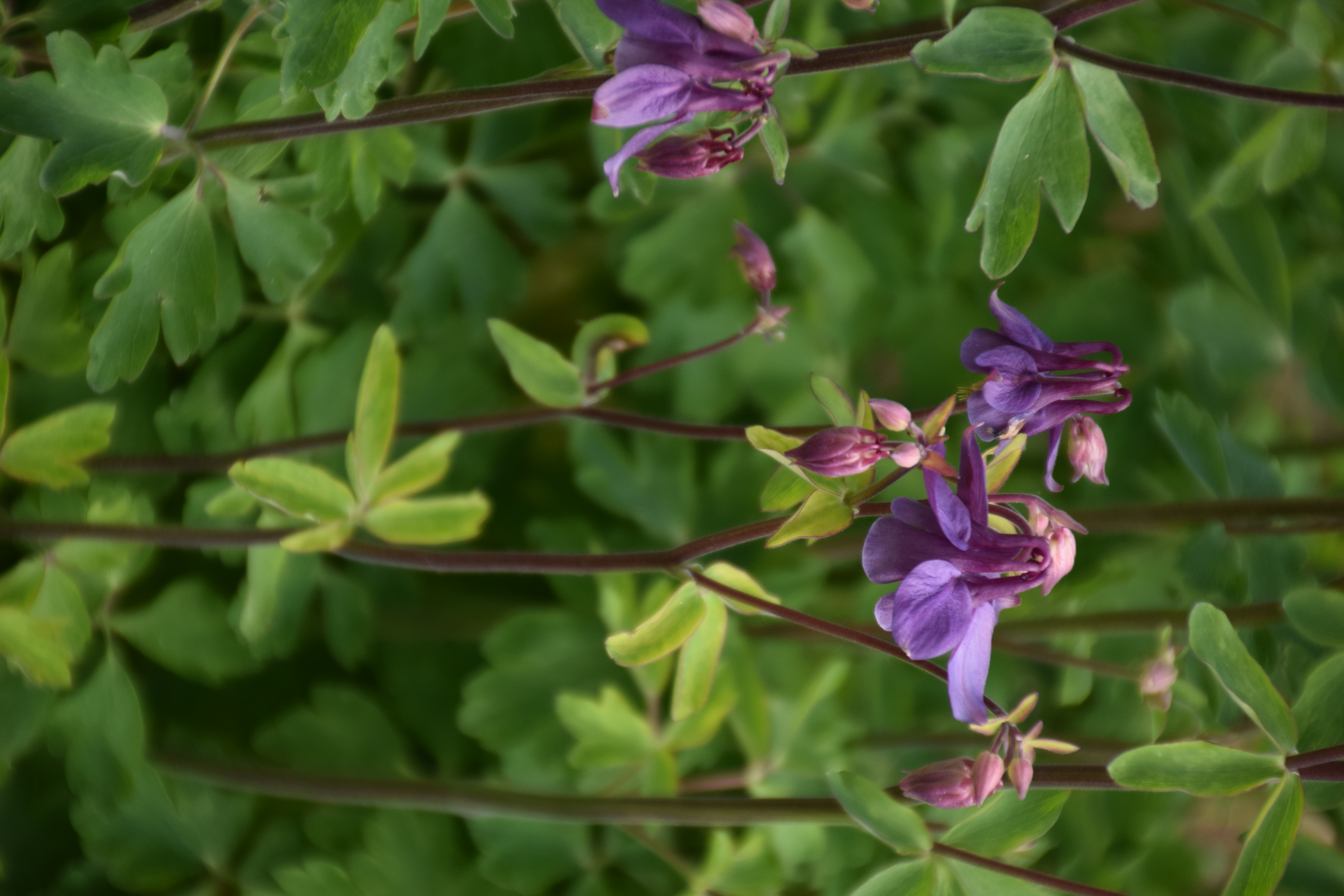 Аквилегия Botanical