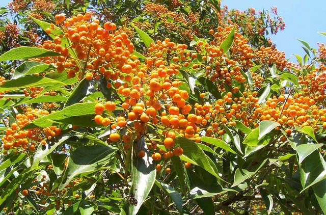 File:Auranticarpa rhombifolia Mt Keira Gardens.jpg