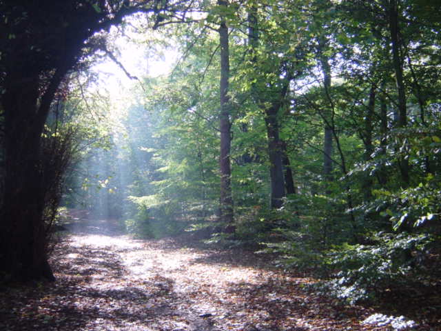 Autumn sunshine in Childwall Woods - geograph.org.uk - 70984