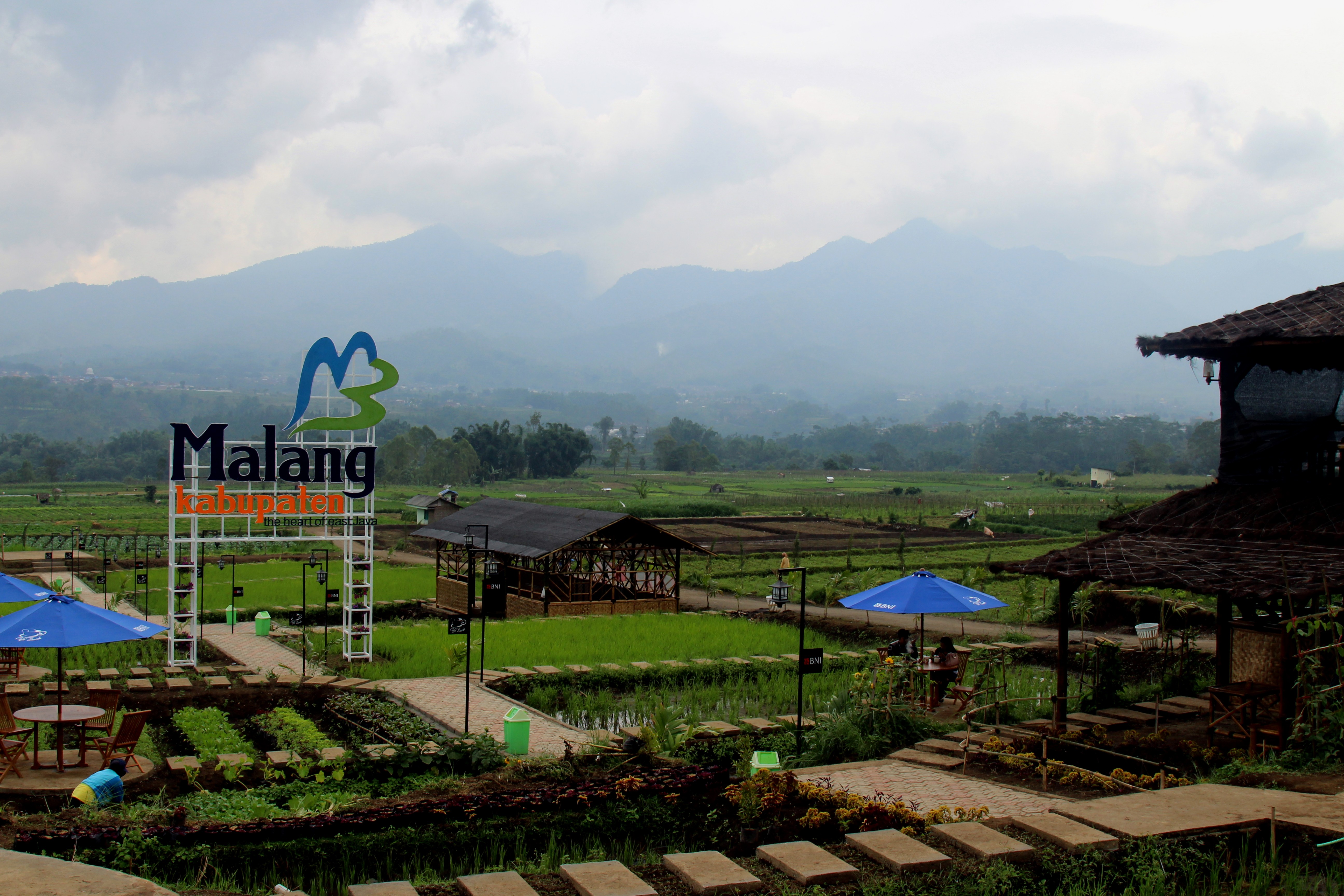 Filecafe Sawah Pujon Kiduljpg Wikimedia Commons