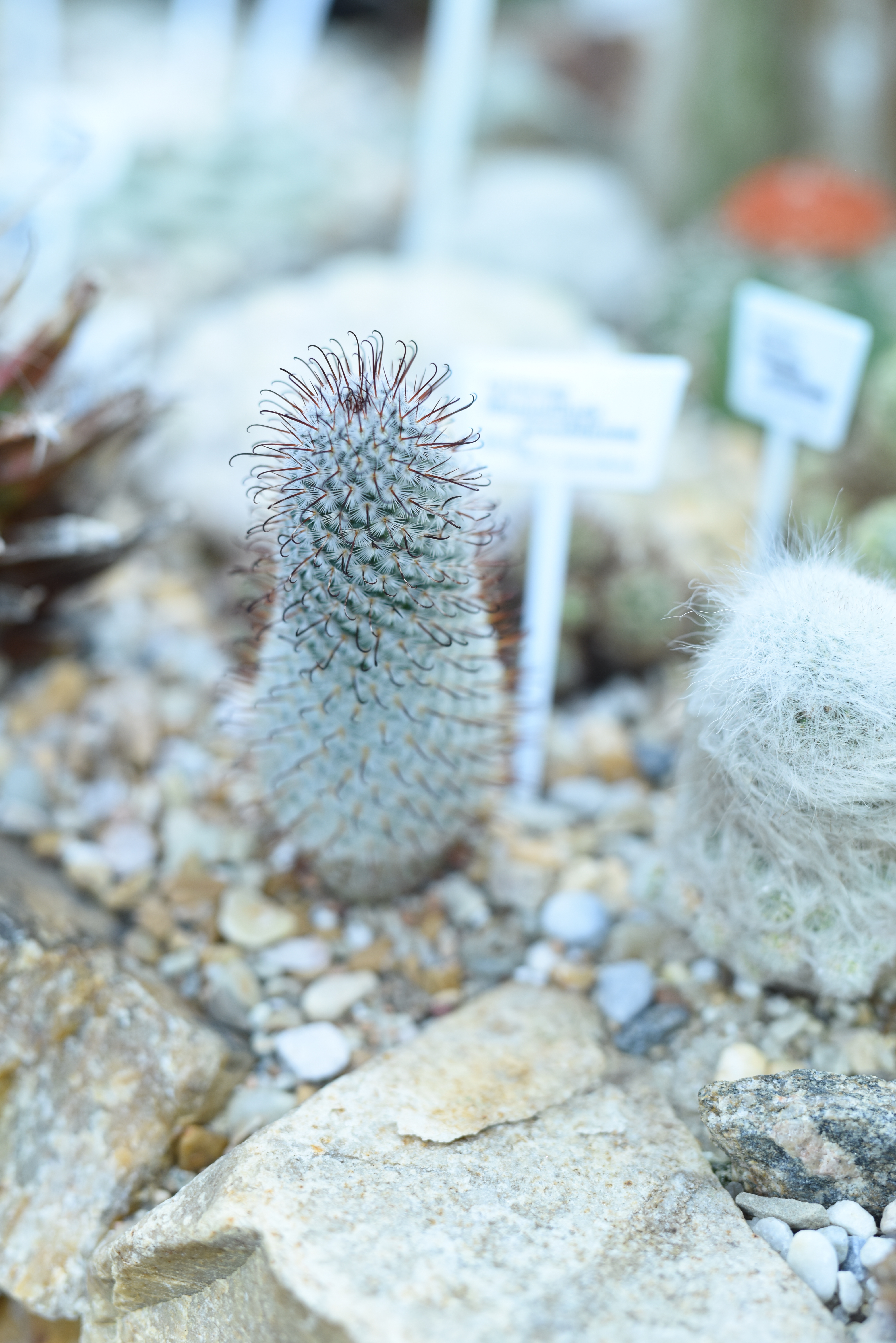 File:Mammillaria tetrancistra (fishhook cactus).jpg - Wikipedia