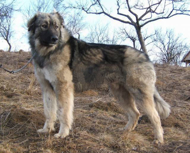 Carpathian Shepherd Dog - Dog Scanner
