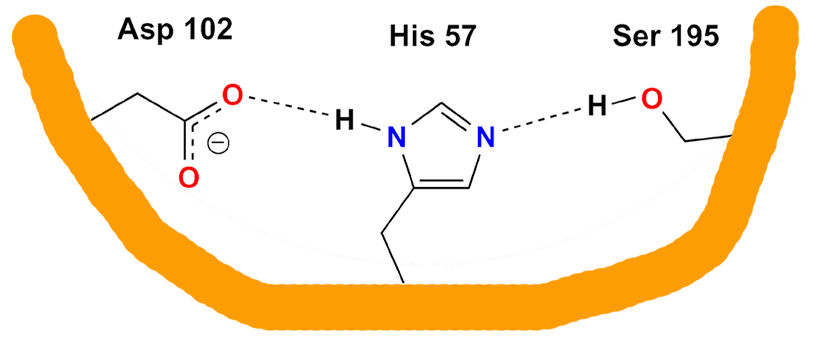 catalytic triad