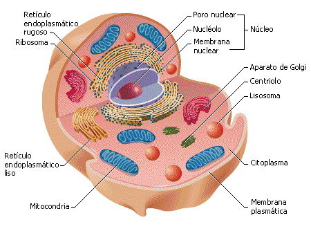 File:Celula Eucariota Animal 3(1).gif