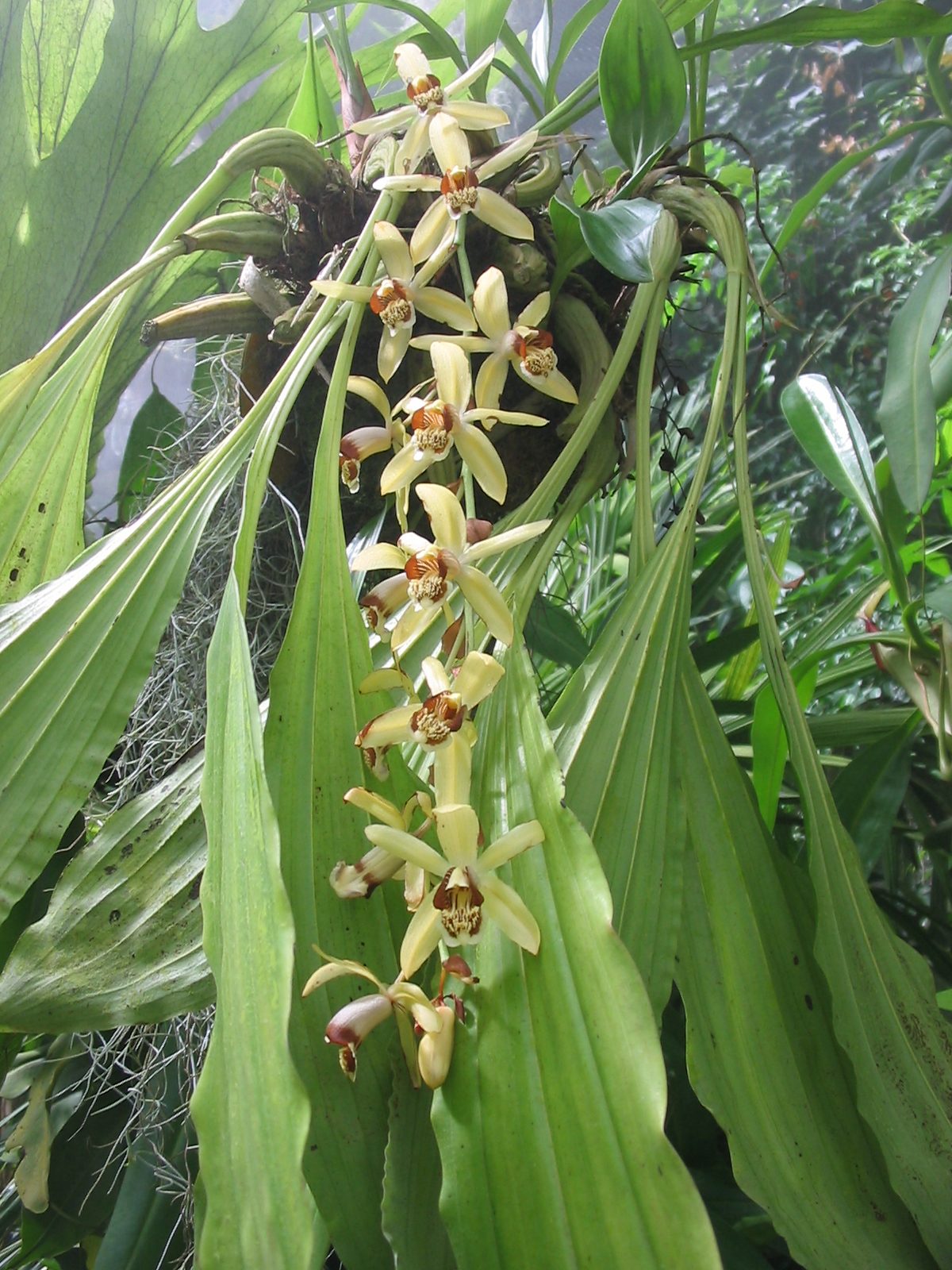 Орхидея С Тонкими Длинными Листьями