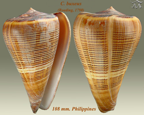 File:Conus buxeus 1.jpg