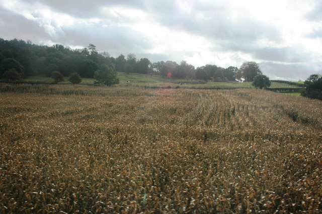 File:Corn by the railway line - geograph.org.uk - 3271213.jpg