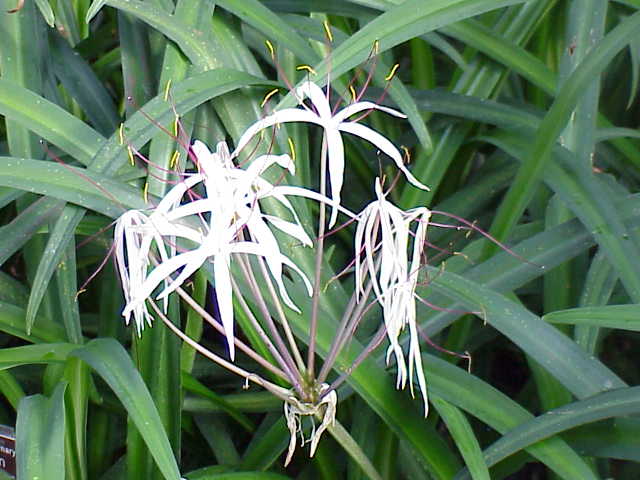 File:Crinum purpurascens0.jpg