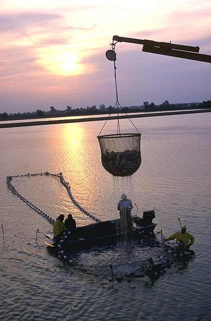 Workers harvest catfish from the Delta Pride Catfish farms in Mississippi