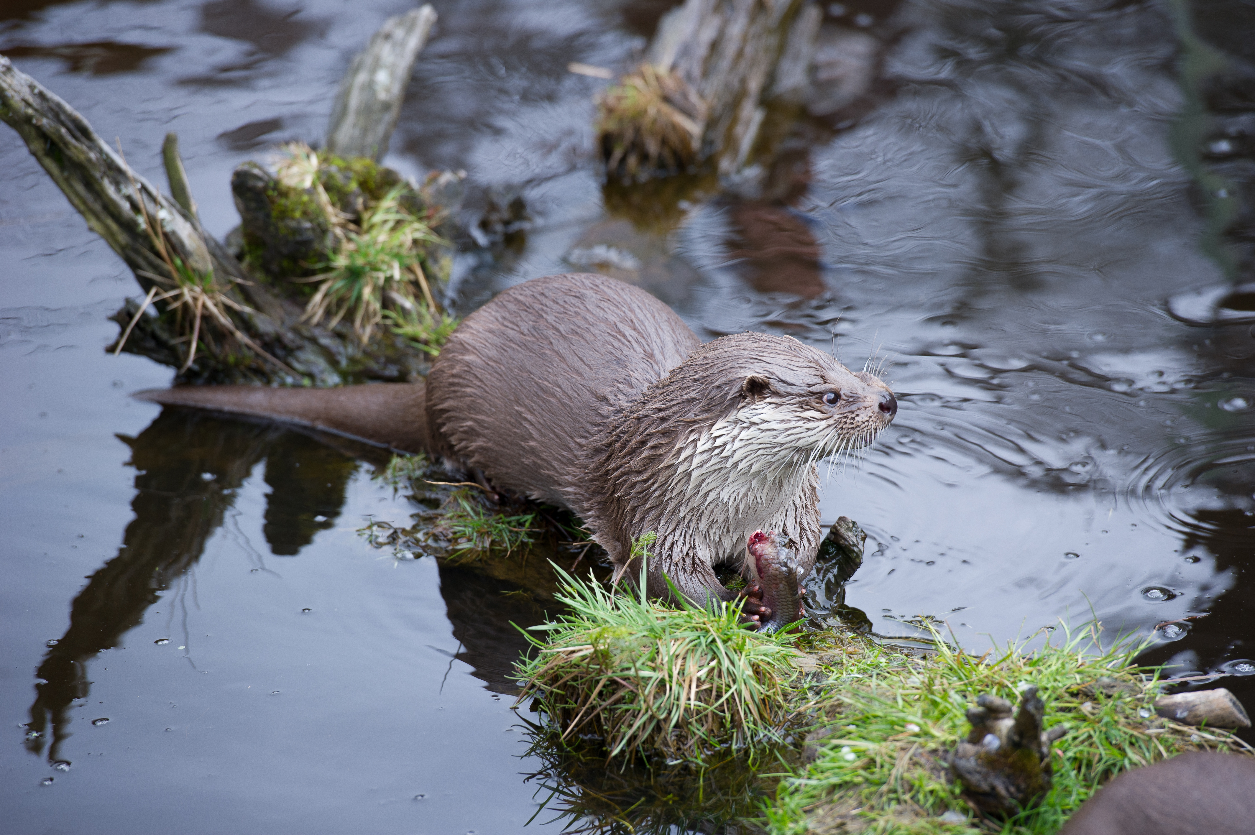 Picture of an otter in a river.