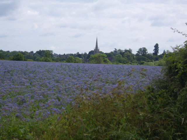 File:Field planted with Borage, Warkworth Road, Middleton Cheney Church in the distance - geograph.org.uk - 500602.jpg