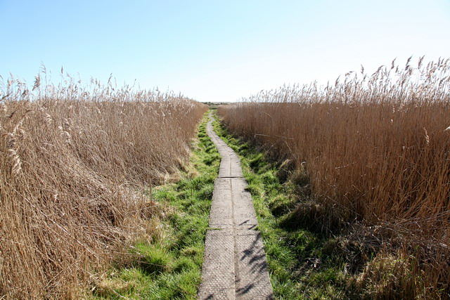 File:Footpath across the marsh - geograph.org.uk - 2320615.jpg