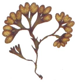 Fucus spiralis Fucus spiralis