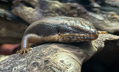 File:Goldfields Crevice-Skink.png