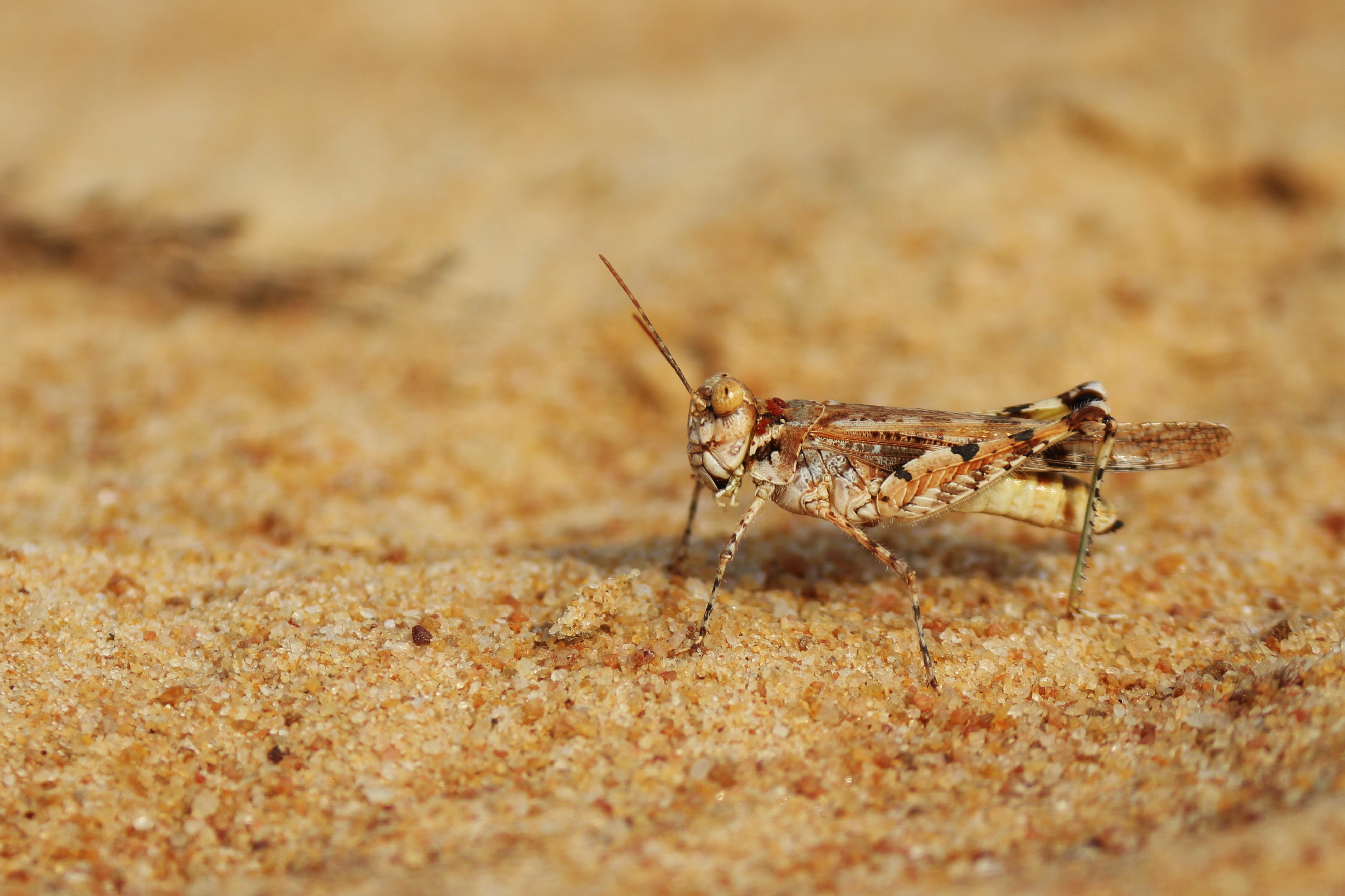 Grasshopper перевод узбекский