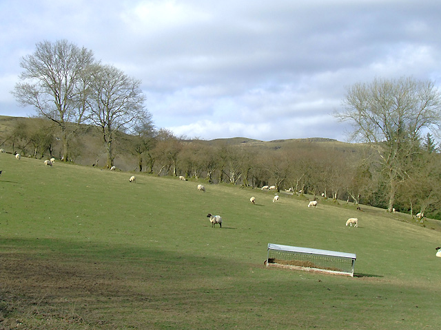 File:Grazing, Cwm Twrch, Carmarthenshire - geograph.org.uk - 1228917.jpg