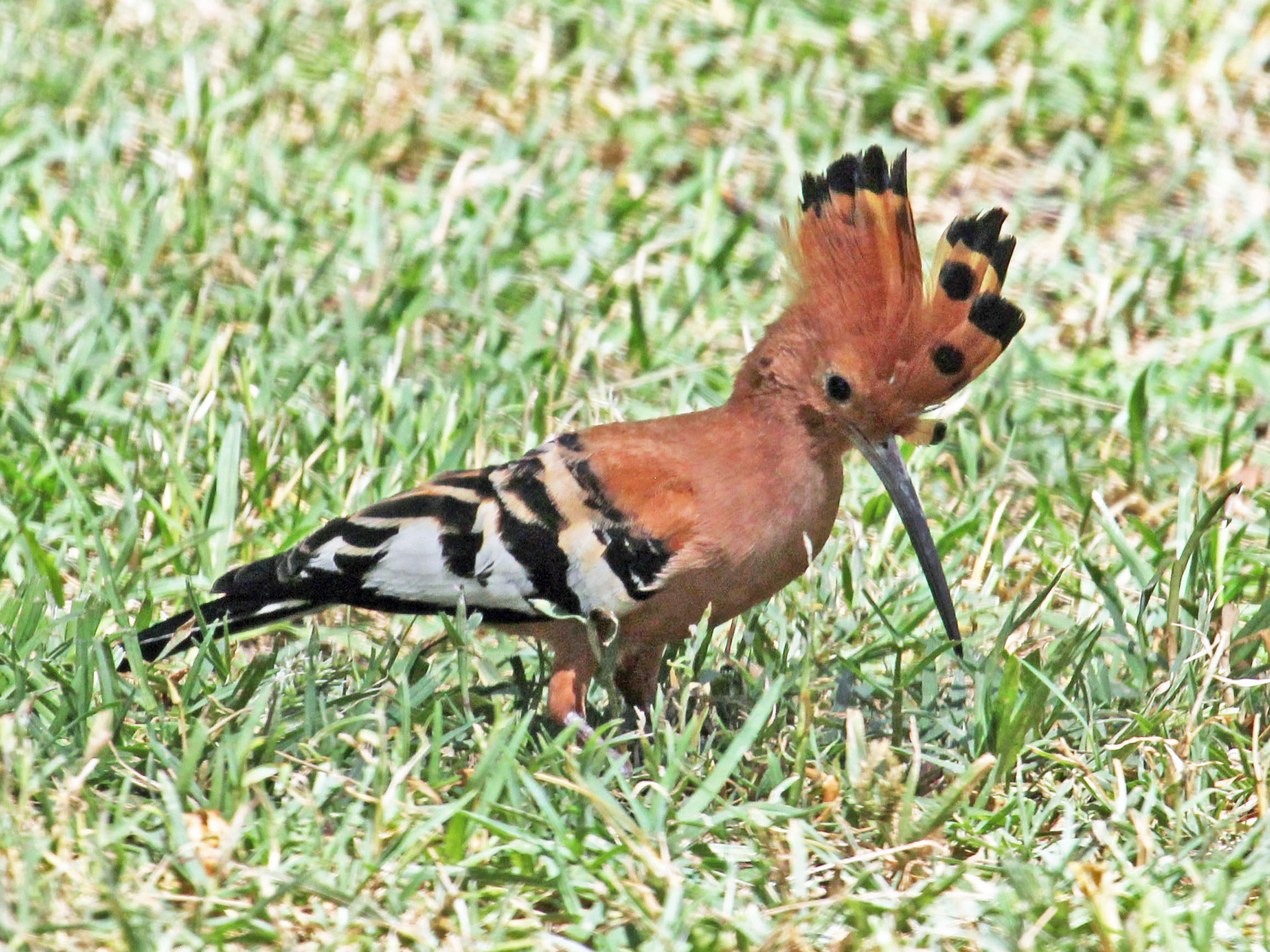 Hoopoe2.jpg