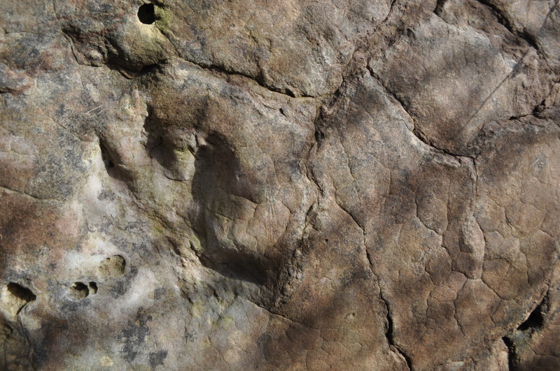 File:Isochirotherium Footprint - geograph.org.uk - 2359261.jpg