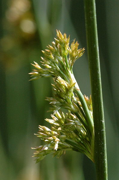 File:Juncus.effusus.jpg