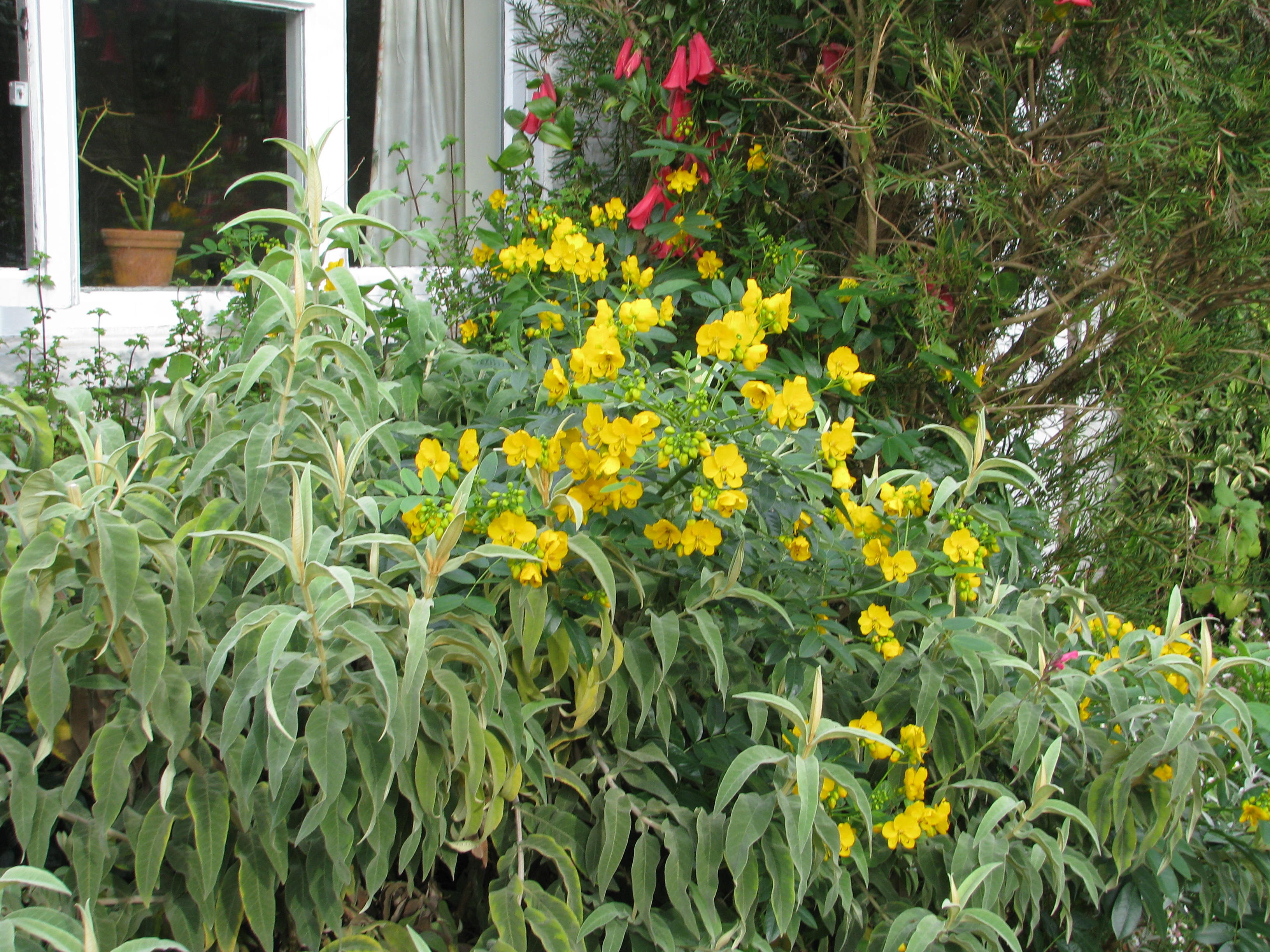 Lapageria rosea, Senna corymbosa & Buddleja salviifolia (15413987695).jpg