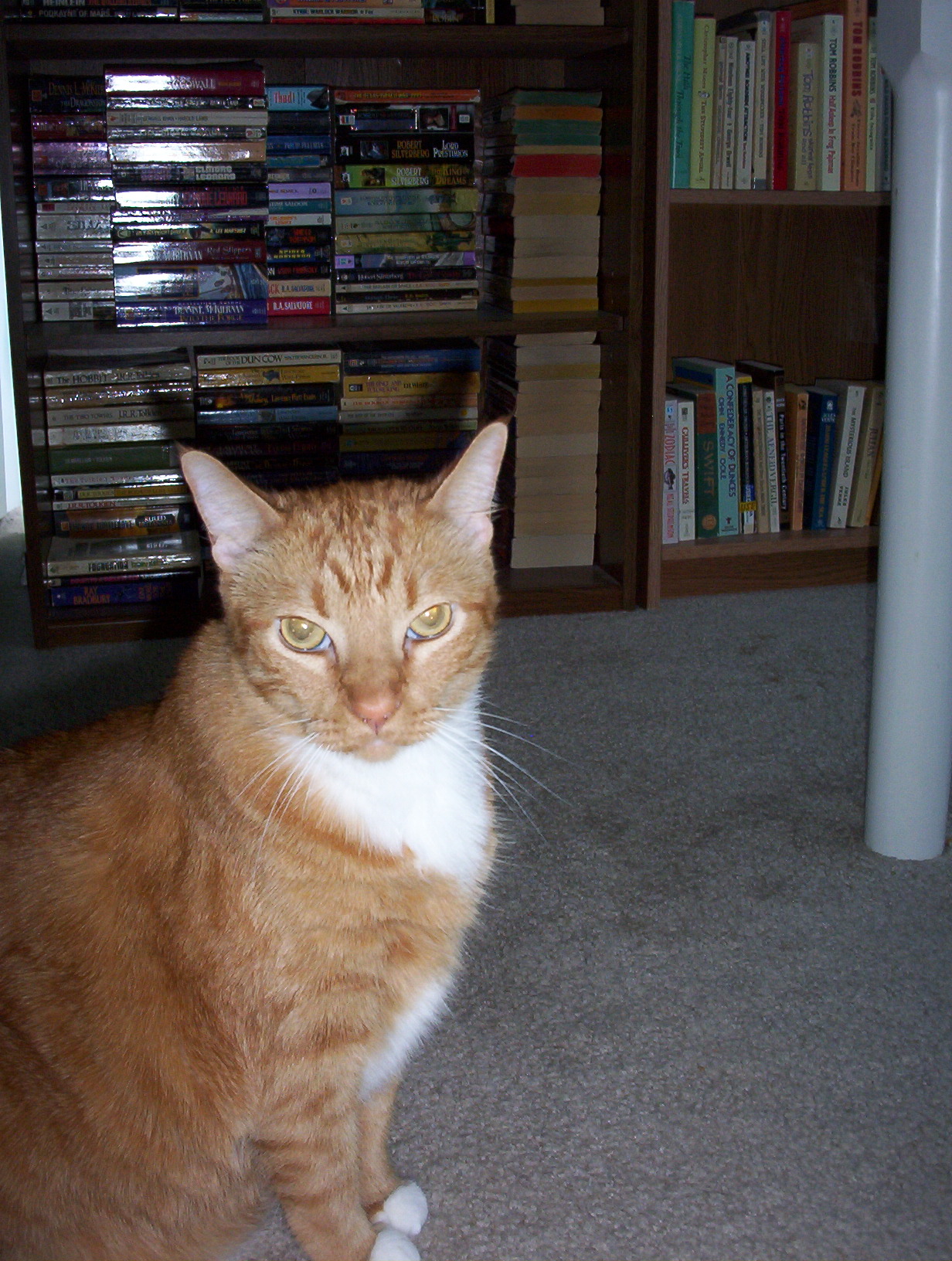 large orange tabby cat