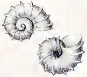 <i>Liotella</i> Genus of gastropods