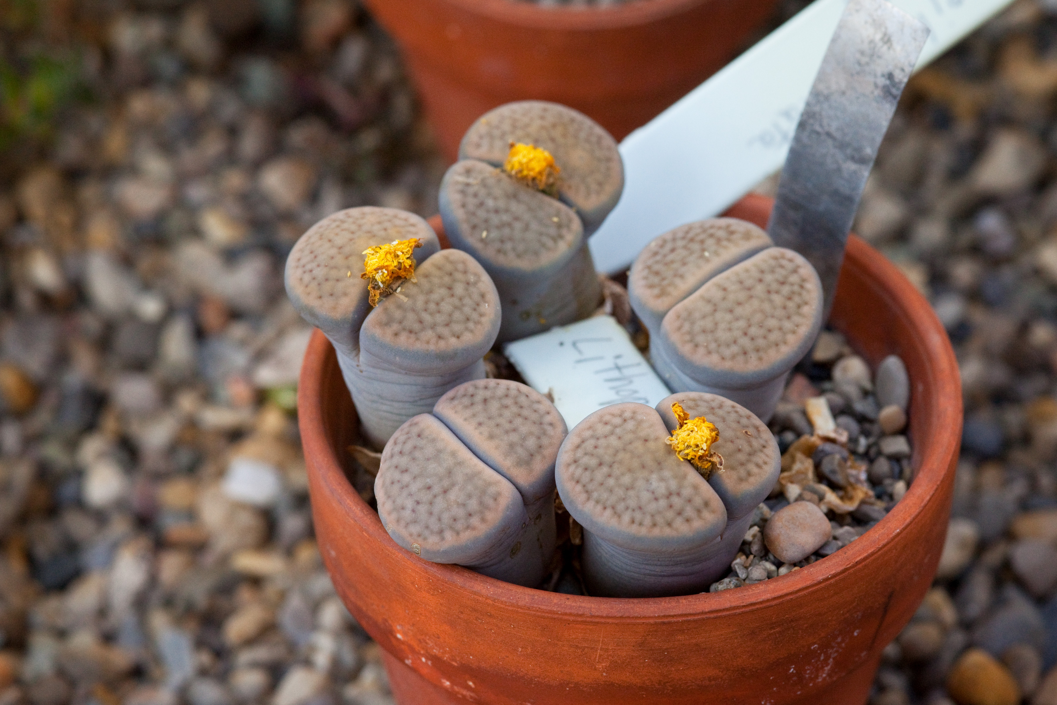 Полив литопсов. Литопс гесинария. Литопс Фрития. Вариегатные литопсы. Lithops divergens 'amethystina' (ли.