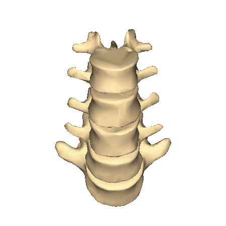 Lumbar vertebrae - close-up - superior view animation