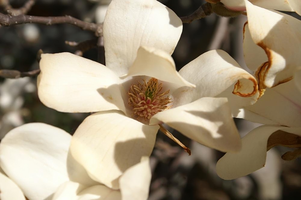 Magnolia - Wikipedia