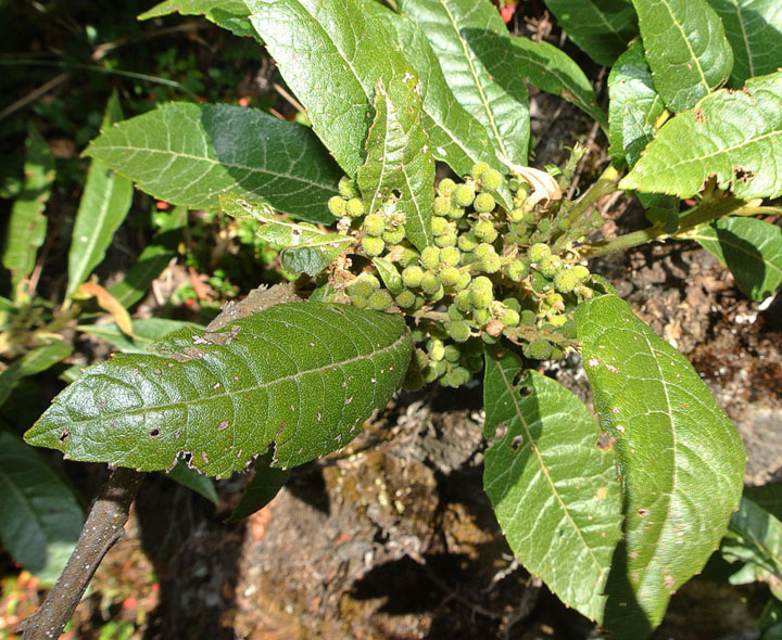 File:Morella (or Myrica) pubescens (14389459930).jpg