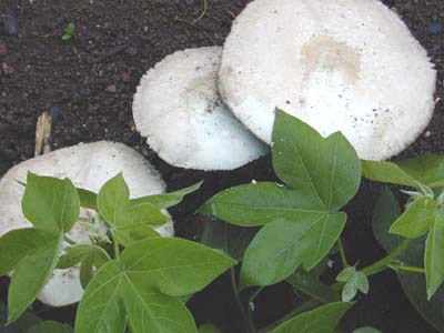 File:Mushroom 3999 reduced.jpg