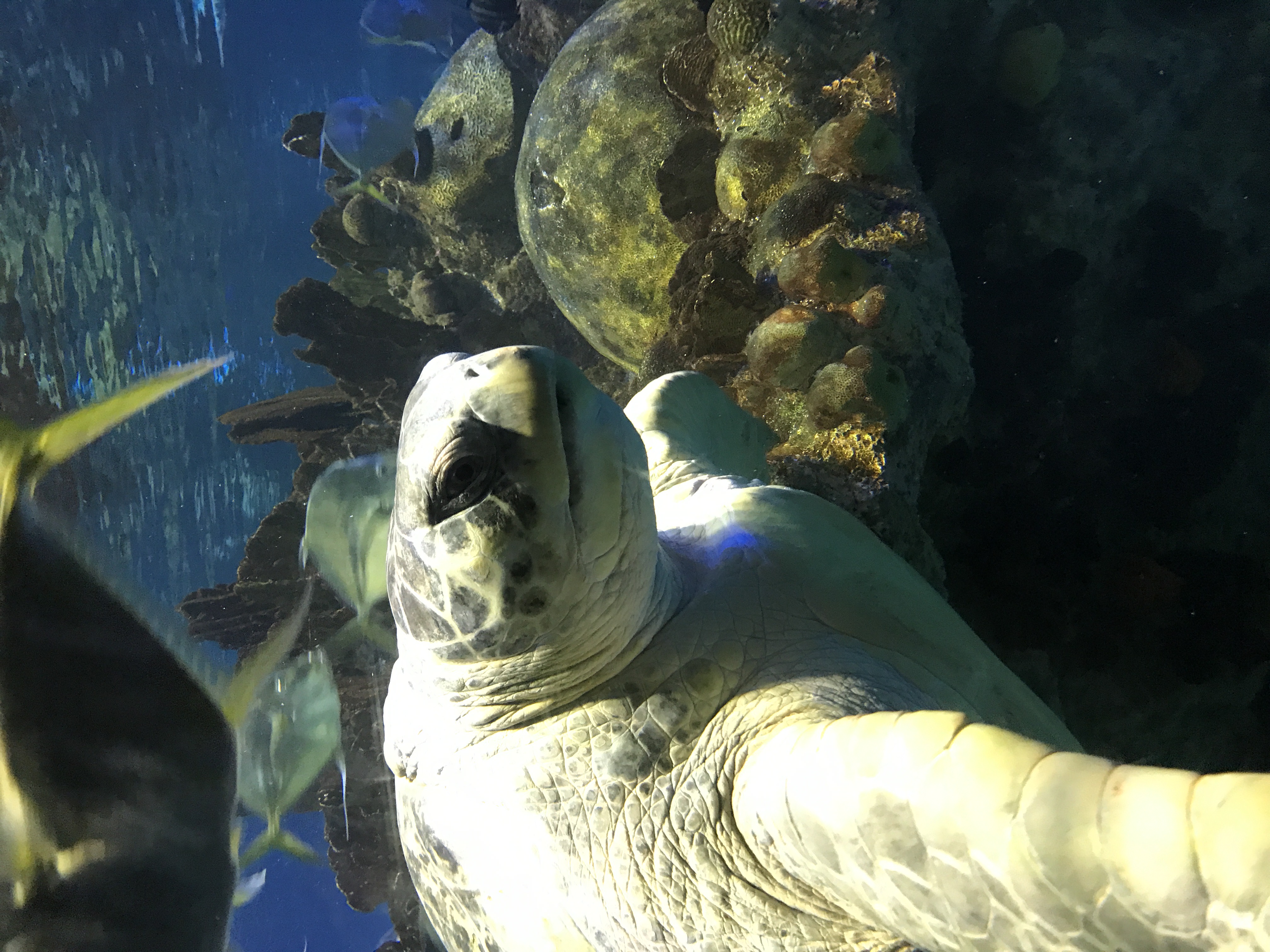 Turtle x. Myrtle Turtle. Map Turtles at Home.