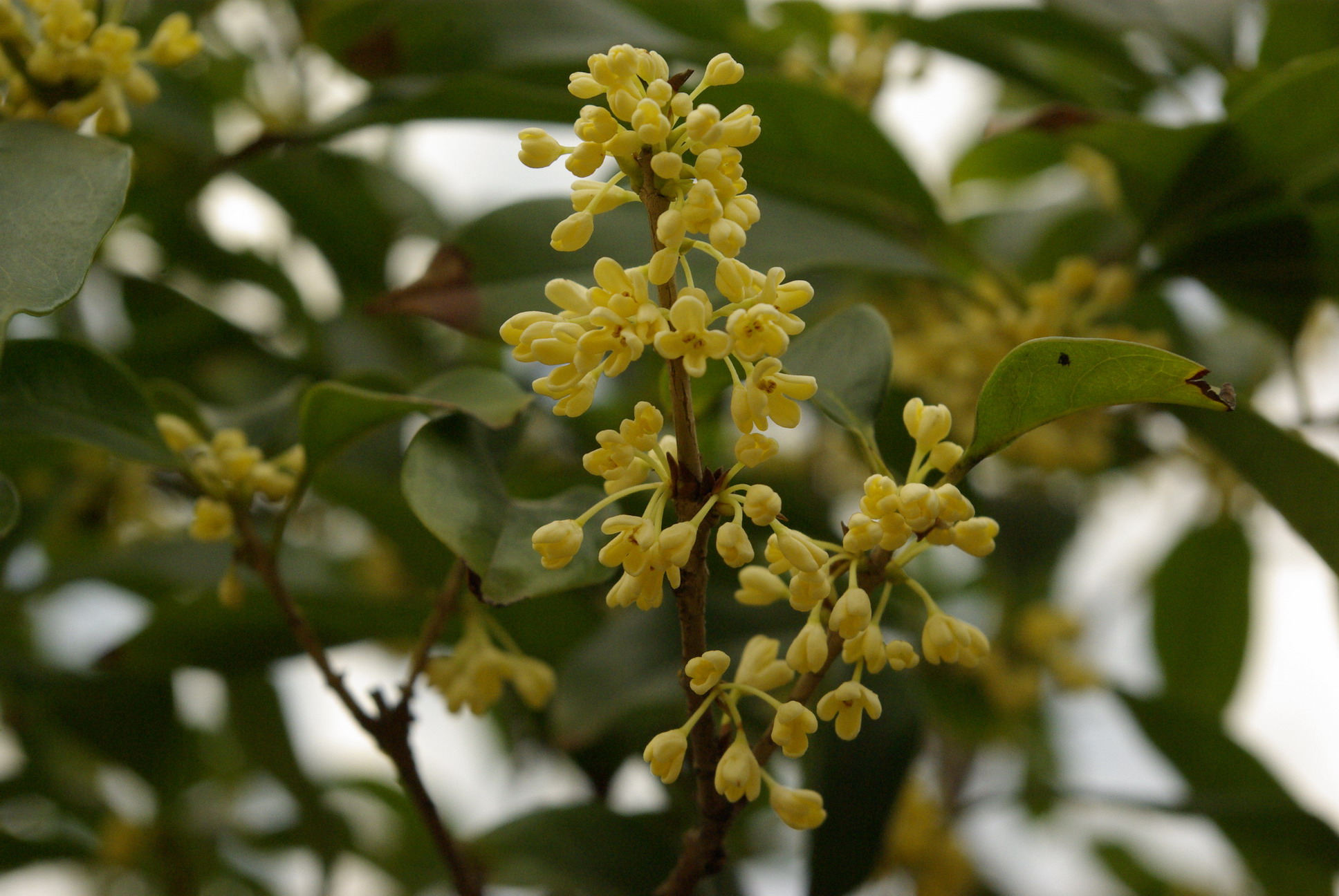 Osmanthus fragrans