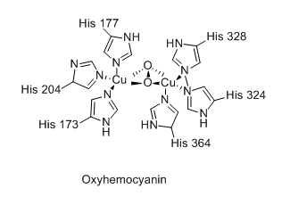 Oxyhémocyanine.