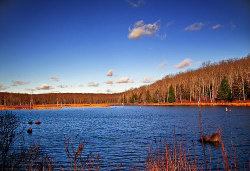 Photo of Delaware State Forest