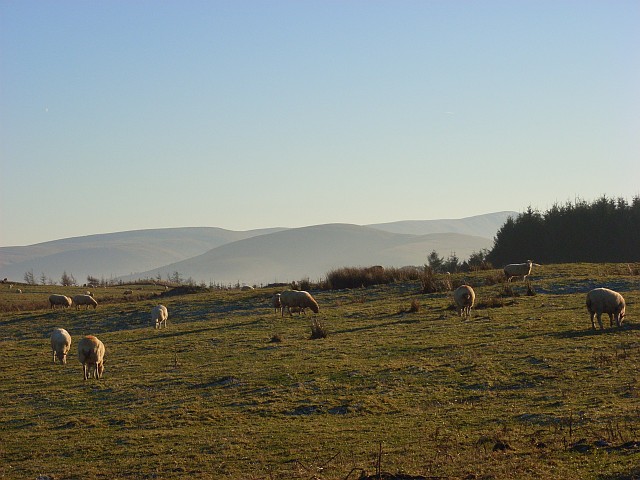 File:Pasture, Berrier - geograph.org.uk - 640236.jpg