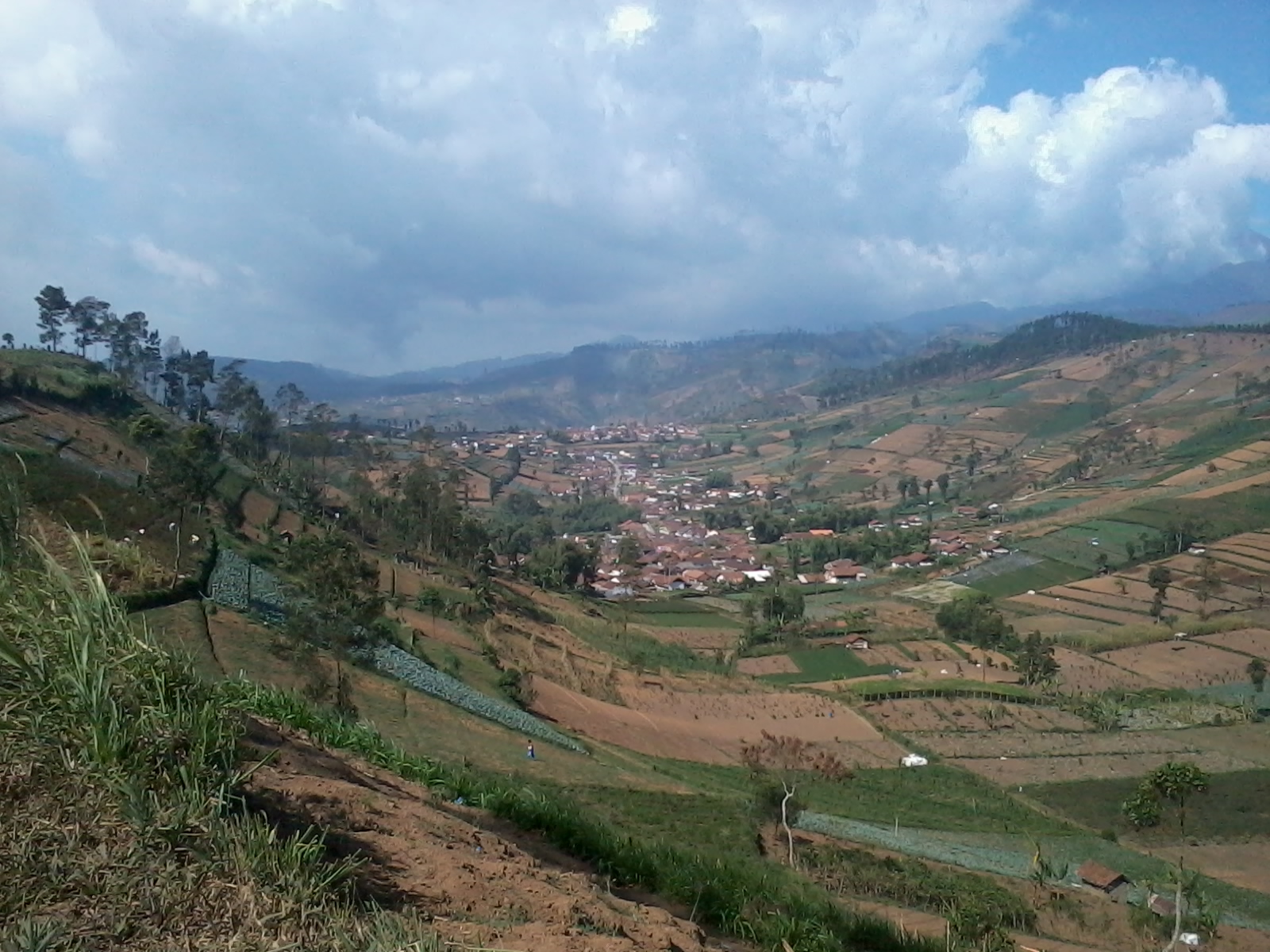 File Pemandangan  Luasnya perkebunan sayur yang  indah  di 