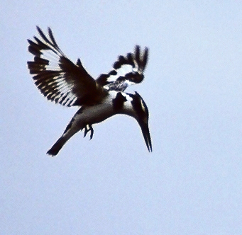 File:Pied kingfisher hovering square.jpg
