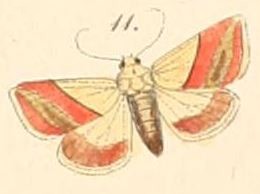 <i>Eublemma dimidialis</i> Species of moth