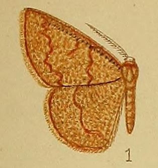 <i>Cacostegania</i> Genus of moths