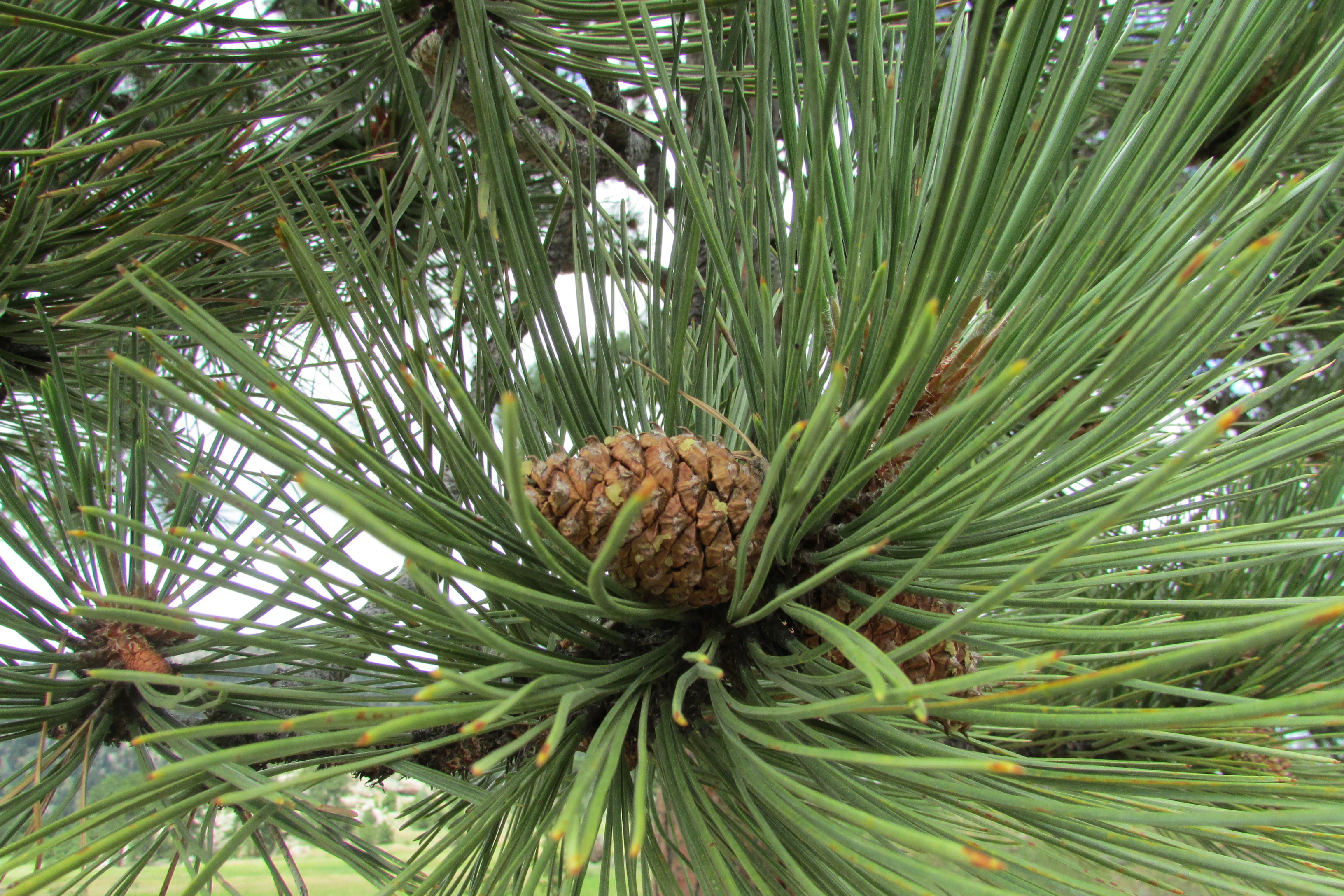 Pinus Ponderosa 'Louzil'