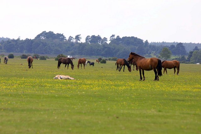Ponies on the moor - geograph.org.uk - 1252272