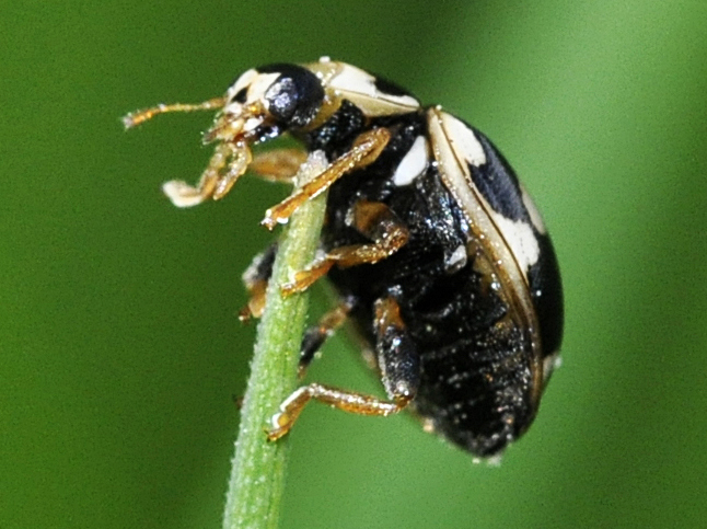 File:Propylea-quattuordecimpunctata-07-fws.jpg