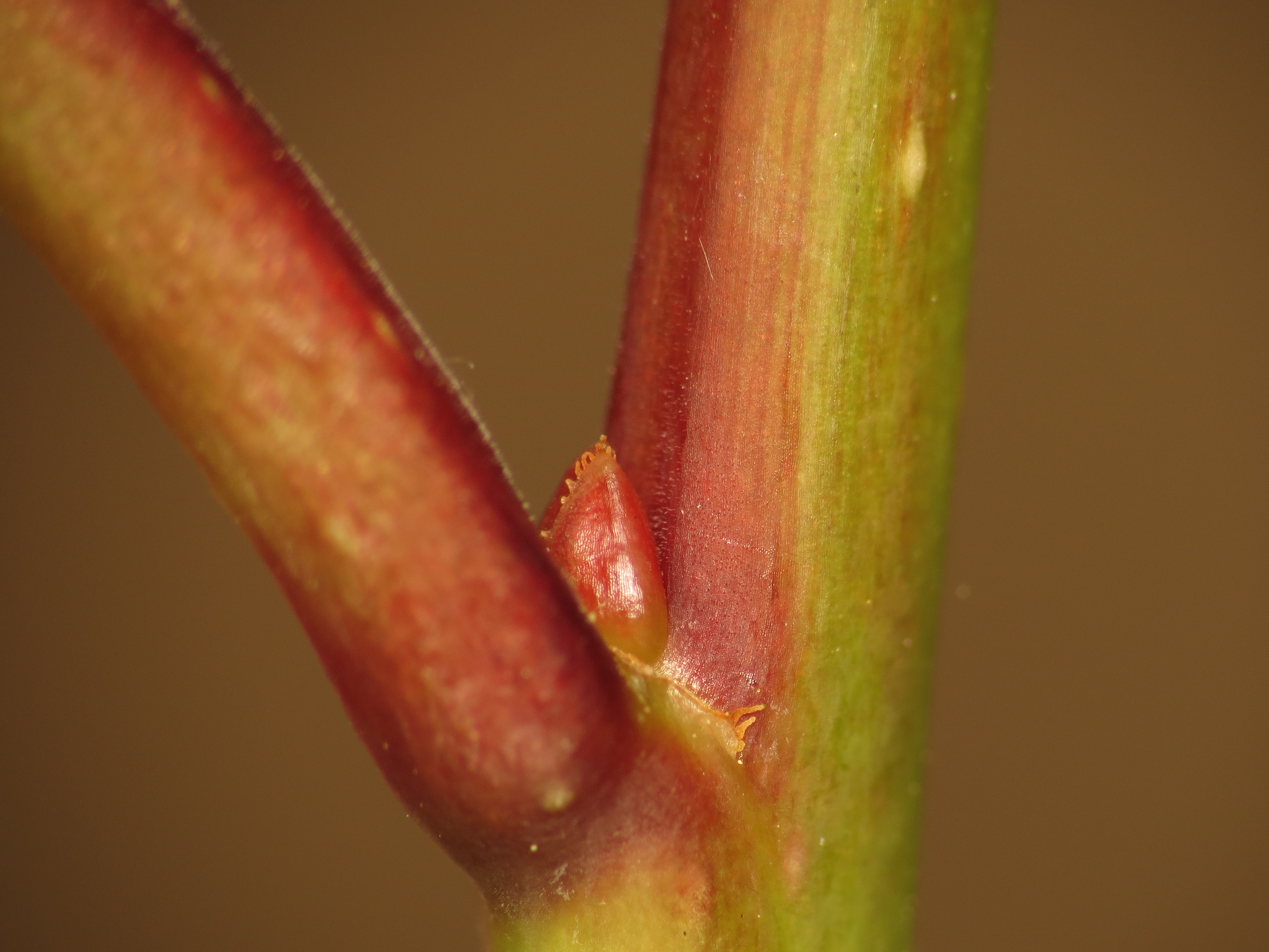 Yema de una rama, en un ciruelo (Prunus domestica).