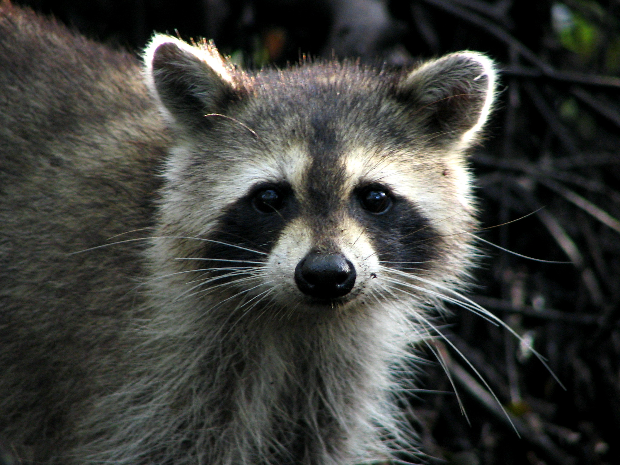 Raccoon Pictures 10