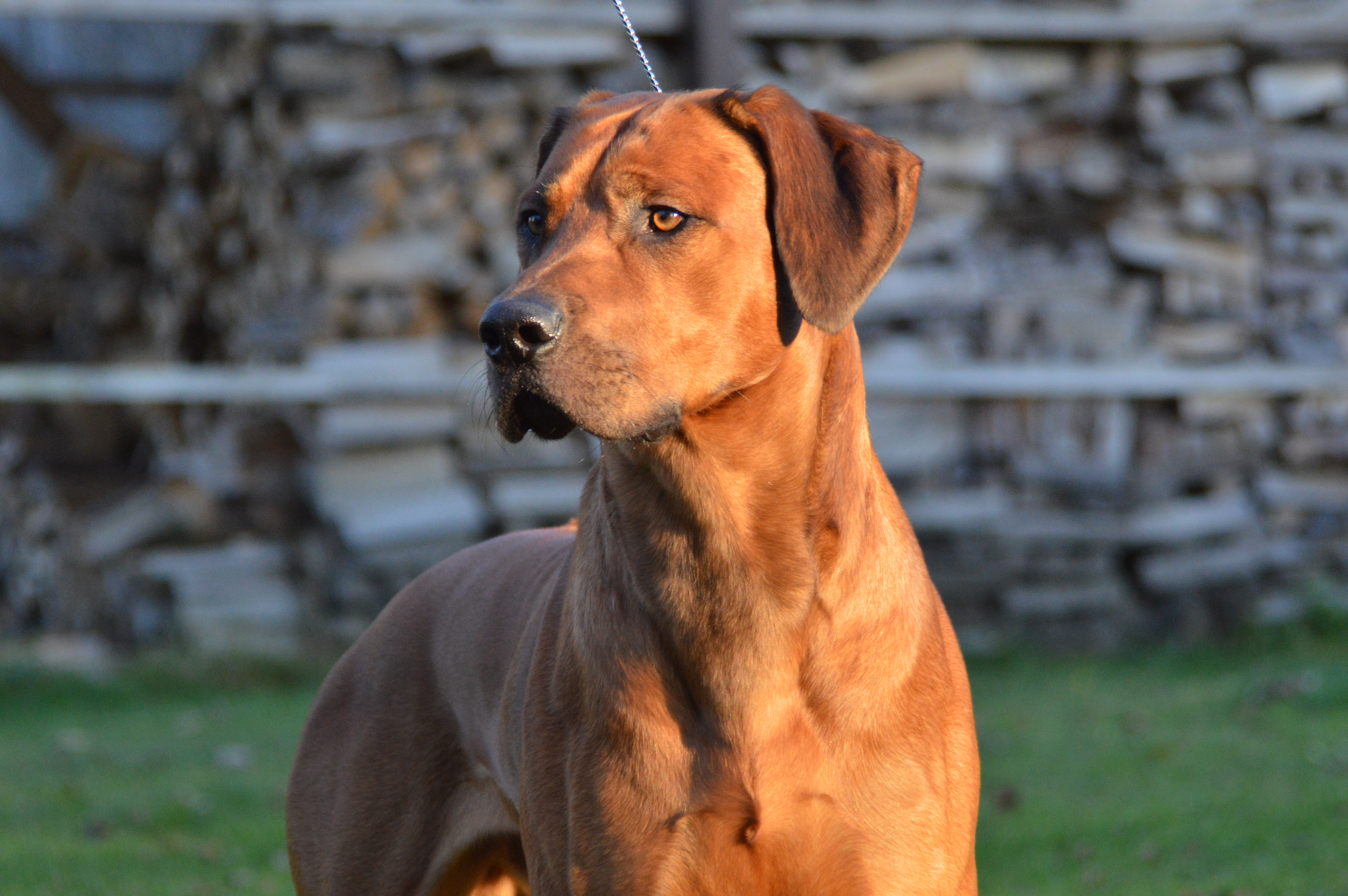 red wheaten ridgeback