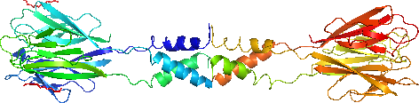 File:Resistin (ribbon diagram).png