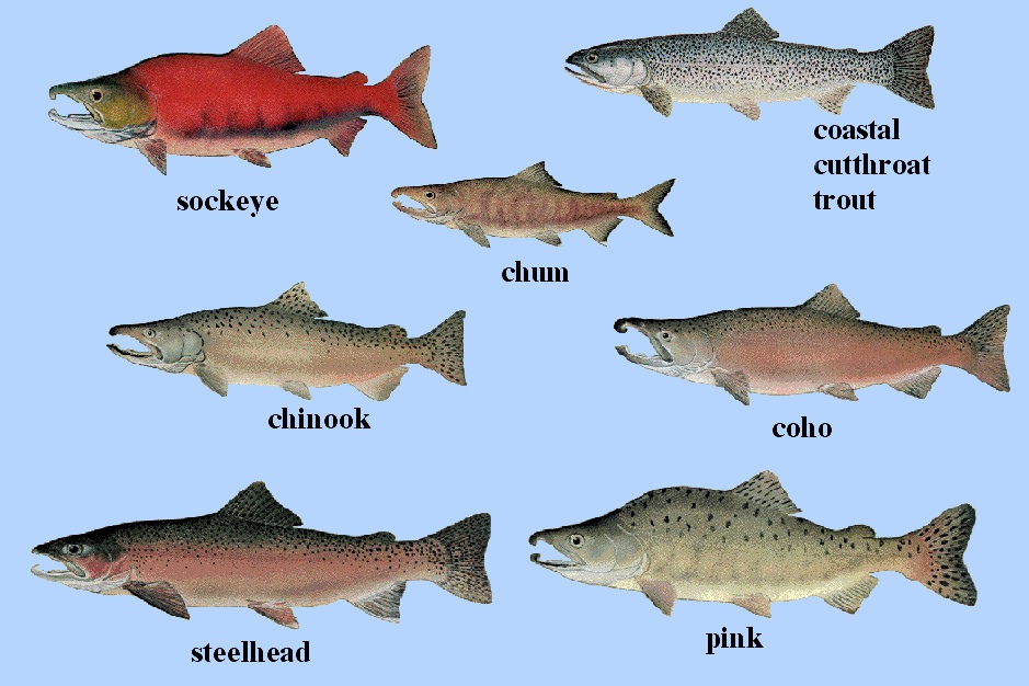  Salmon  Wikipedia bahasa Indonesia ensiklopedia bebas