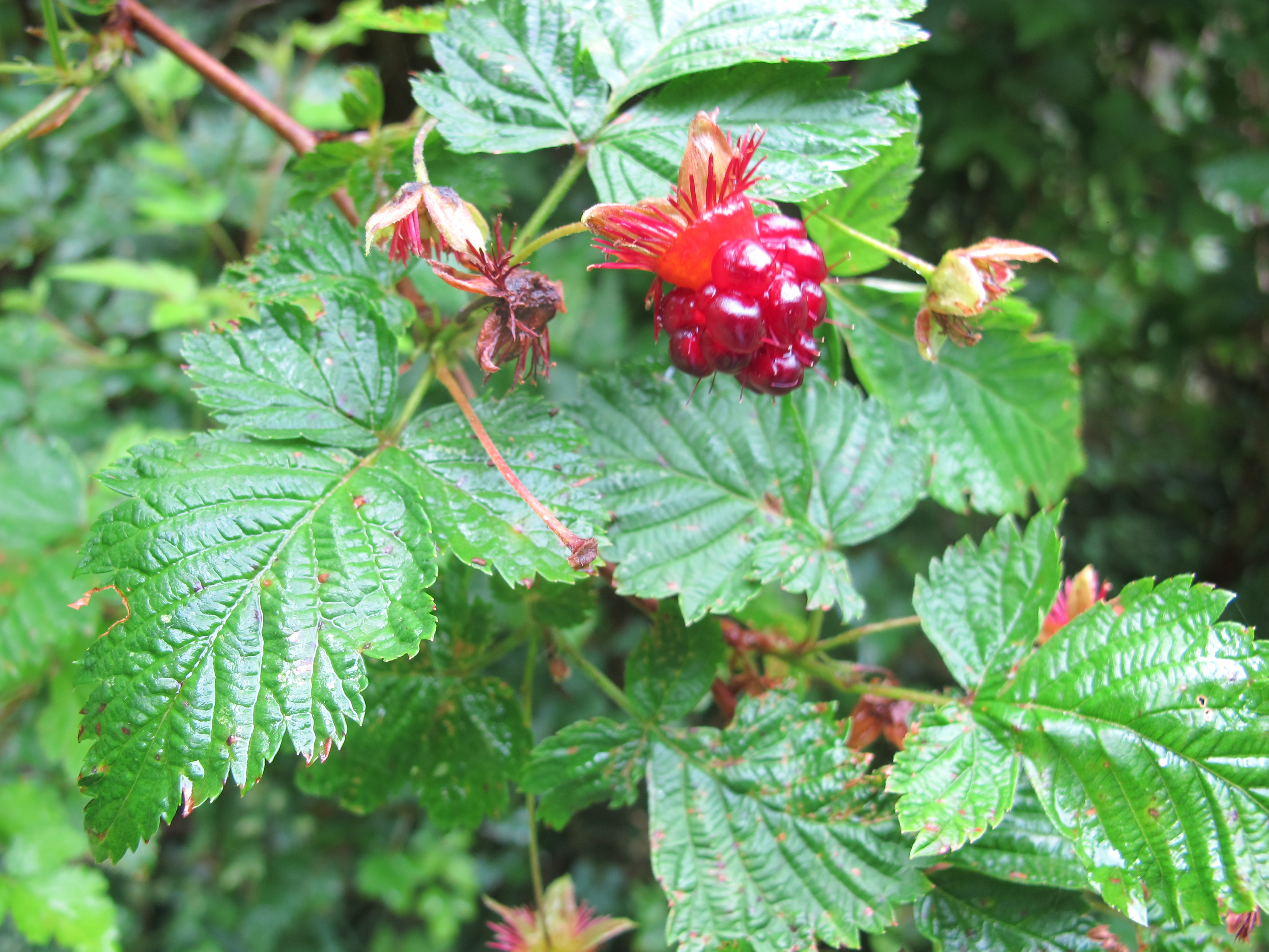 Bramble Berry - Definition and Cooking Information 