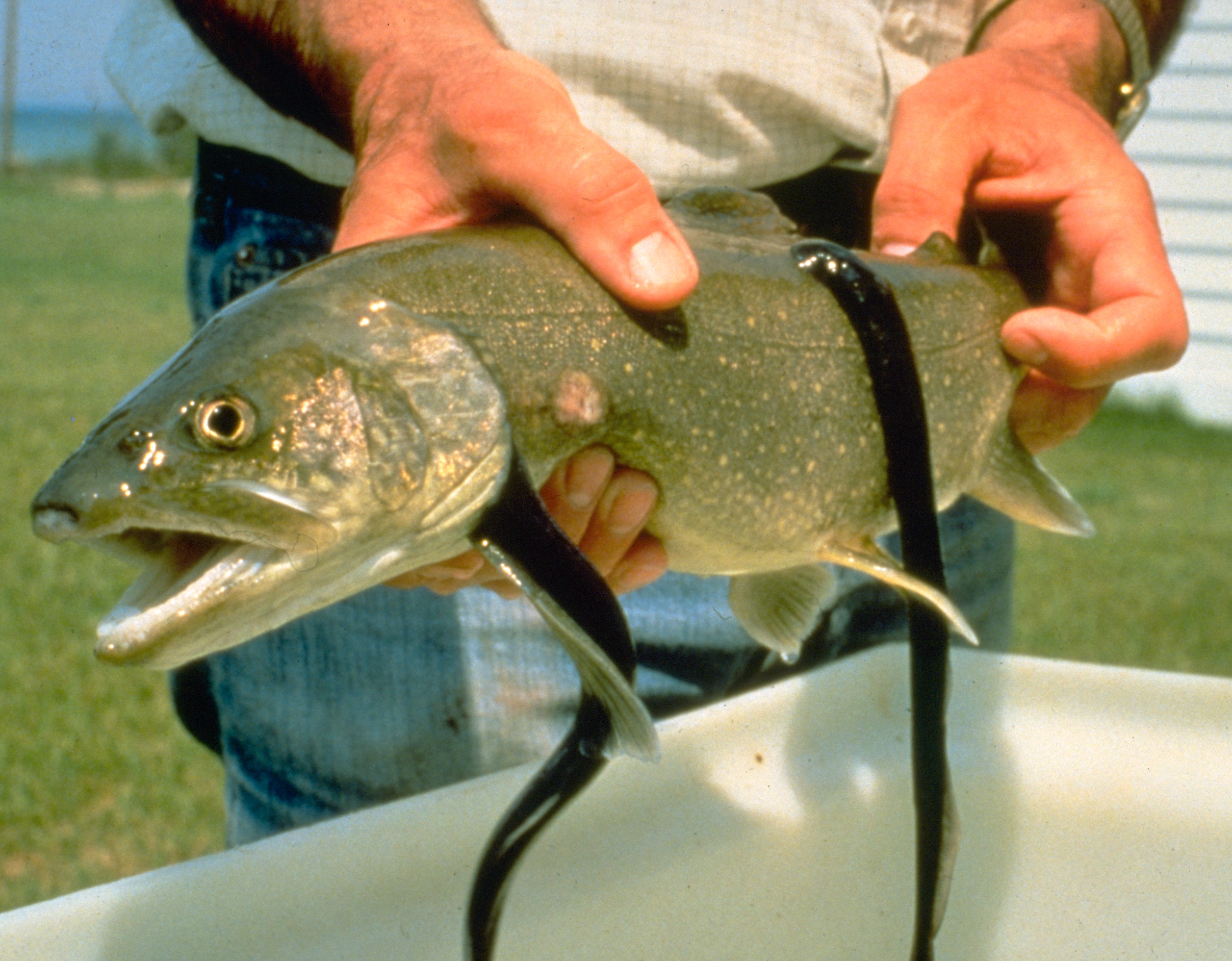 a lamprey parazita